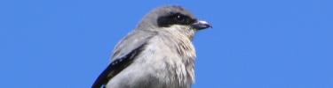 Loggerhead Shrike - Cedrick Villaseñor